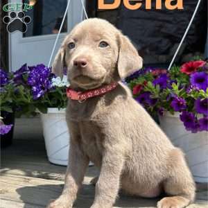 Bella, Silver Labrador Retriever Puppy